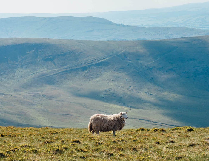 Sheep 